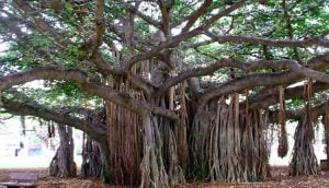 برگد بوہڑ 2 banyan Milk bargad برگد بوہڑ شیر 2