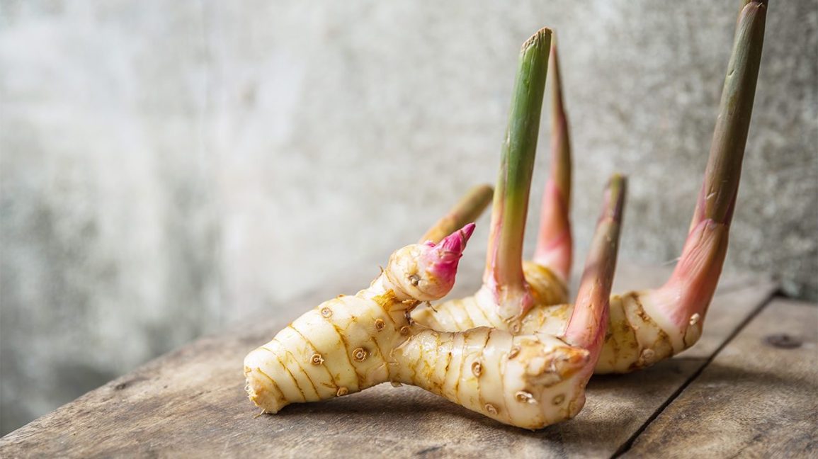galangal root Greater Galangal AlipiniaGalanga خولنجاں 5