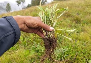 jatamansi nepal trade monitoring Nardostachys jatamansi jatamansi بالچھڑ 1