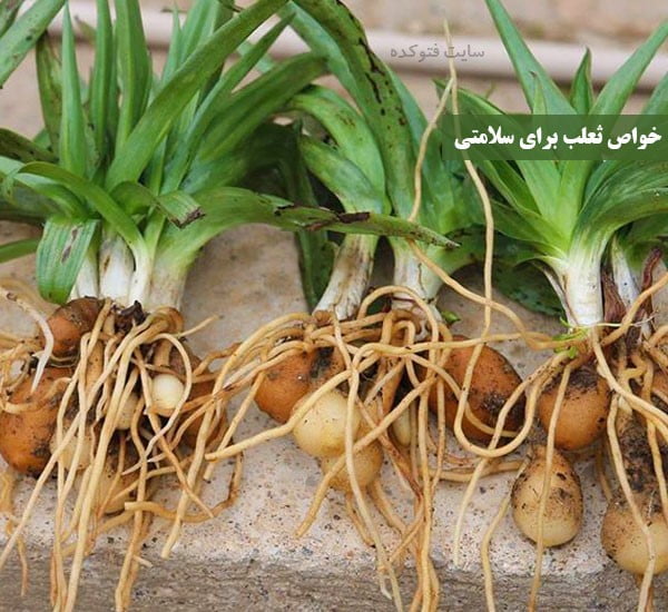 khavase salab photokade ثعلب مصری 4