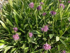 بلی لوٹن بالچھڑ سنبل الطیب 3 nardostachys jatamansi Nardostachys jatamansi jatamansi بالچھڑ سنبل الطیب 3