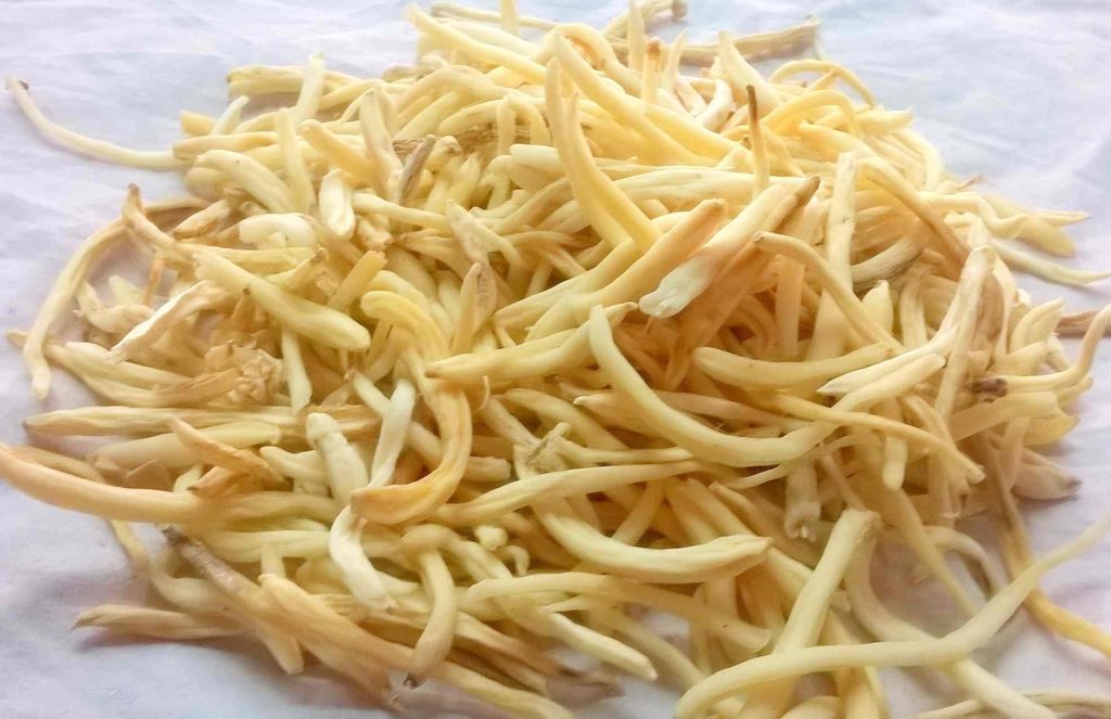 safed musli Chlorophytum موصلی سفید 12