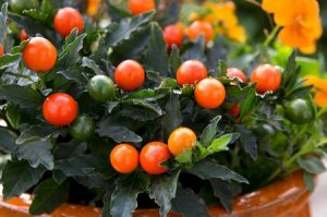 solanum Withania somnifera اسگند ناگوری 3