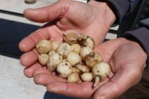 ثعلب مصری sleep 2