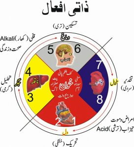 Read more about the article تشخیص بذریعہ نبض بمطابق قانون اربعہ طب مفرداعضاء
