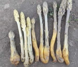 موتھر گیڈر تمباکو 3 گیڈر تمباکو موتھر آرو بینکی 1 2 3