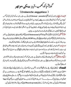 موتھر گیڈر تمباکو 4 گیڈر تمباکو موتھر آرو بینکی 4