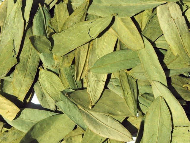 सेना ने प्रस्थान किया Senna Leaves سناء مکی 2 1