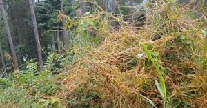 Akaash bel آکاش بیل Cuscuta 2 3
