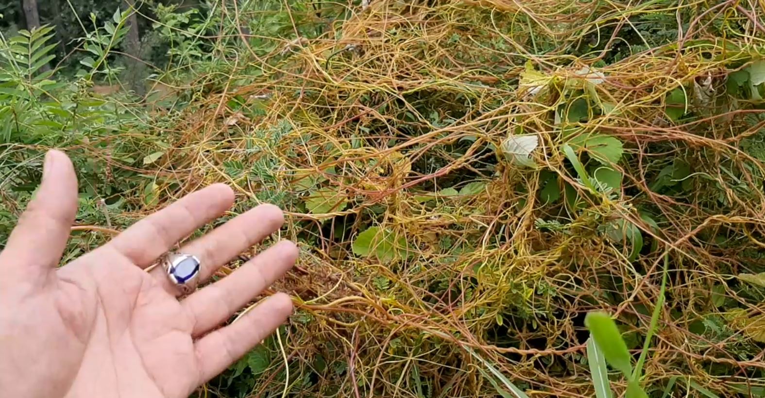 Akaash bel آکاش بیل Cuscuta 1 12