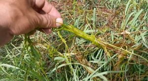 افتیمون آکاش بیل 2 Akaash bel آکاش بیل Cuscuta 2