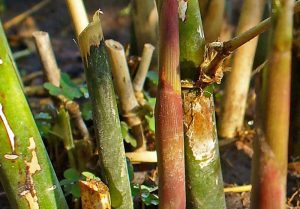Bamboo Manna طباشیر 2 2