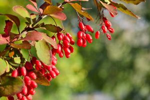 Barberries زرشک سمبل 1