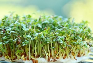 ہالوں حب الرشاد 2 ہالوں حب الرشاد