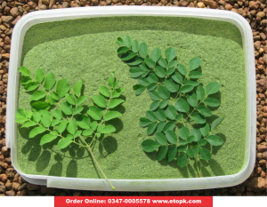 Moringa سہانجنا 3