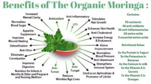 Moringa Oleifera Drumstick Tree infograph 1