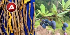 Read more about the article پاکستانی زرشک سمبل