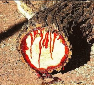 صندل سفید 3 صندل کا تیل 3