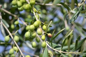 wild olive زیتون 1