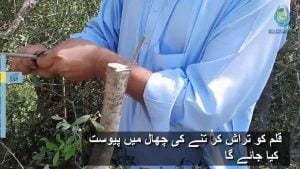 جنگلی زیتون 3