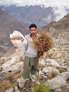 3 شمدون shamdon 1 4