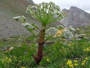 3 شمدون shamdon 1 3