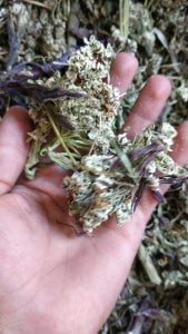 3 شمدون shamdon 2 2