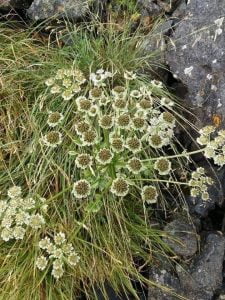 Read more about the article شمدون