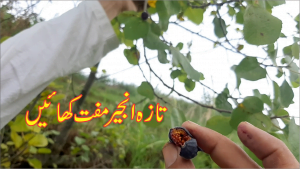 Read more about the article Eat figs for free || تازہ انجیر مفت کھائیں