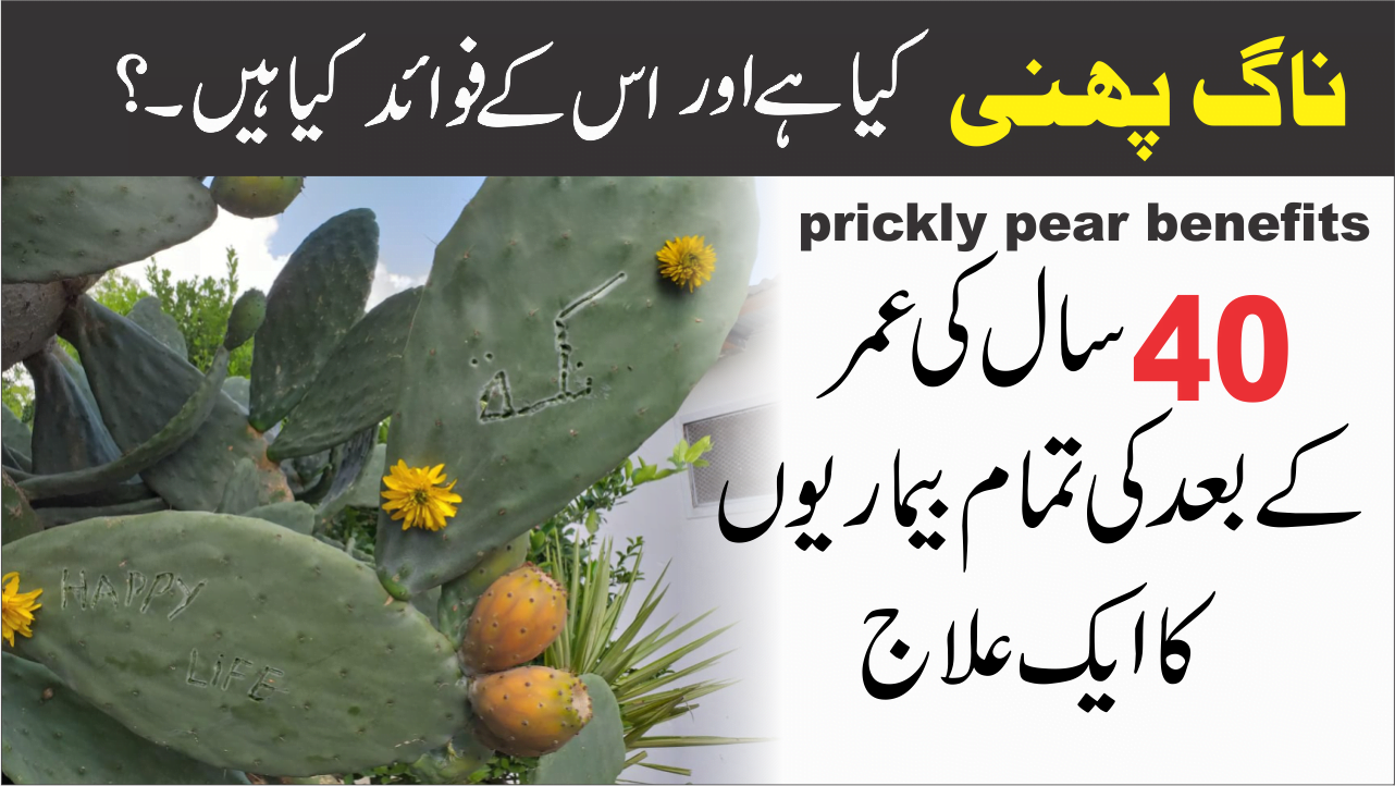 prickly pear benefits ناگ پھنی کیا ہے اور فوائد 12