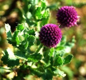 sphaeranthus indicus منڈی بوٹی 1 2