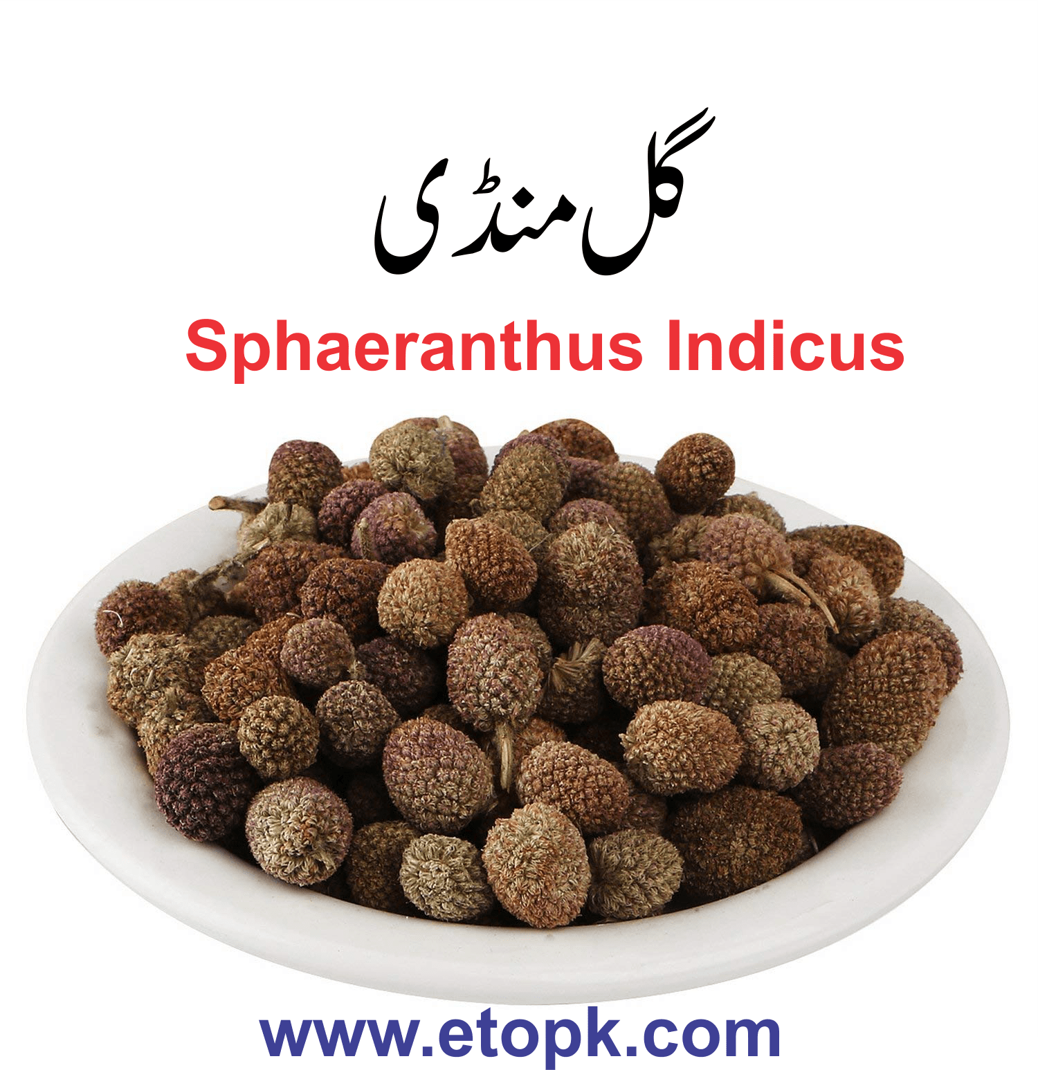 sphaeranthus indicus منڈی بوٹی گل منڈی 1