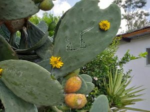 پریکلی پیئر ناگ پھنیPrickly Pear 3 2