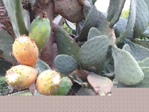 پریکلی پیئر ناگ پھنیPrickly Pear 4 3