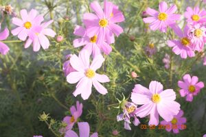 Chamomile کیمو مائل گل بابونہ 2 4