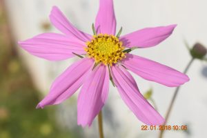 Chamomile کیمو مائل گل بابونہ 3 Chamomile کیمو مائل گل بابونہ 1 3