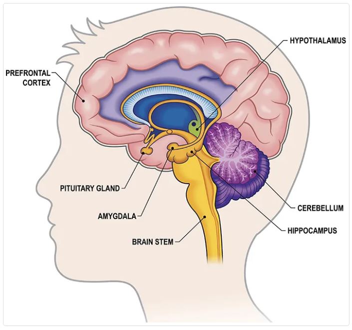 Limbic System لمبک سسٹم 1