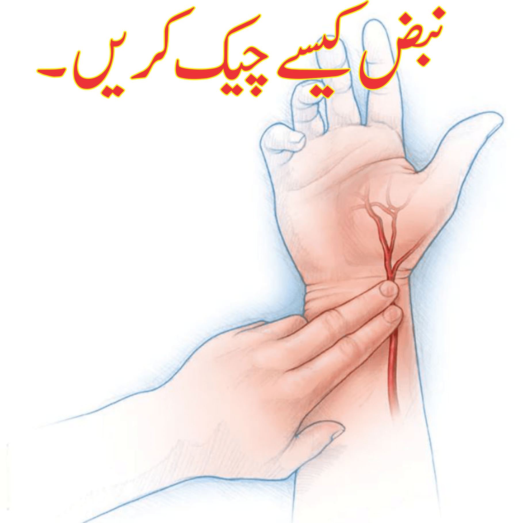 نبض کیسے چیک کریں 3