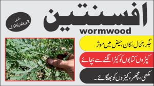 Read more about the article Wormwood ► افسنتین کا تعارف اور اس کے فوائد