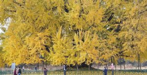 جنکو بائیلوبا What is Ginkgo Biloba