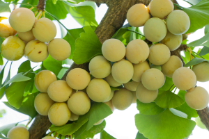 Ginkgo biloba جنکو بائیلوبا 1 3