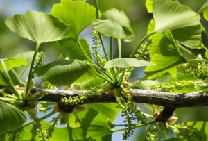 جنکو بائیلوبا What is Ginkgo Biloba