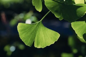 جنکو بائیلوبا What is Ginkgo Biloba