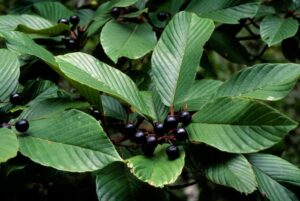 کوڈسک p 389 cascara sagrada bark frut 2