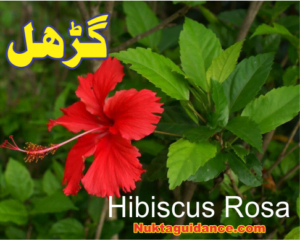 Read more about the article گُڑھل کے پھول