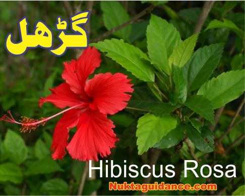 گڑھل Hibiscus 5