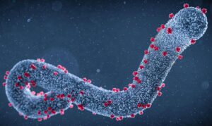 Read more about the article مار برگ وائرس کیا ہے