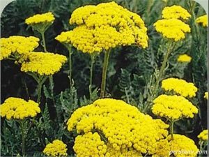 برنجاسف 3 برنجاسف milfoil 2 3