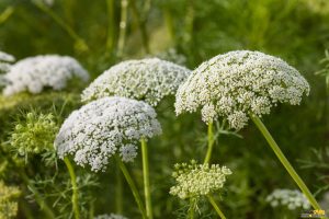 Read more about the article برنجاسف