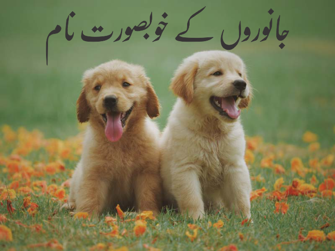 جانوروں کے خوبصورت نام کتوں کے نام بلی کے نام 1